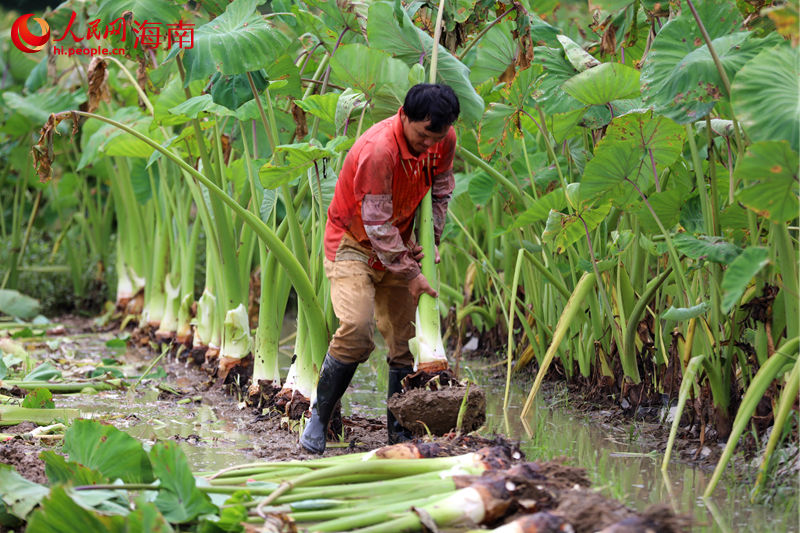 村民奮力拔起香芋。 人民網(wǎng) 孟凡盛攝