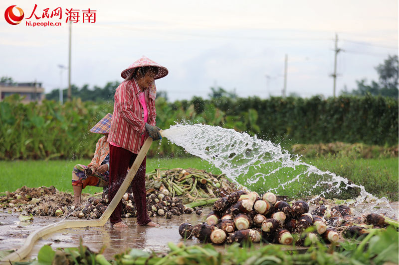 香芋在地里割斷莖稈后，村民用水清洗附著在香芋上的泥土。 人民網(wǎng) 孟凡盛攝