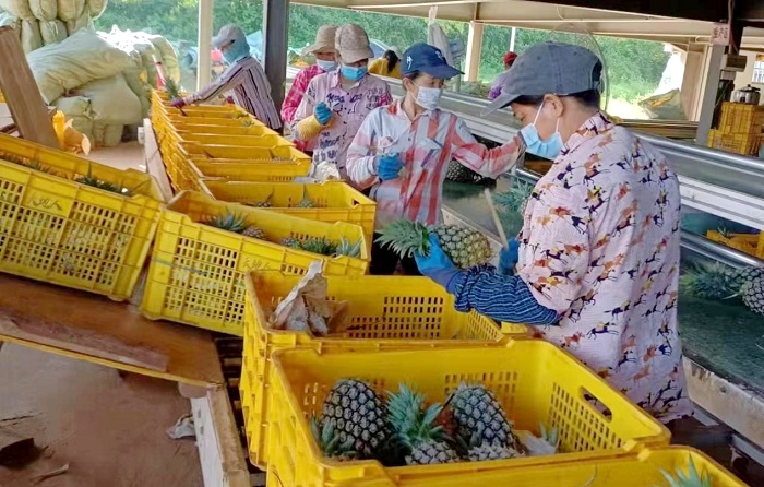 臨高縣臨城鎮(zhèn)蘭羅村村民正在分揀打包鳳梨。