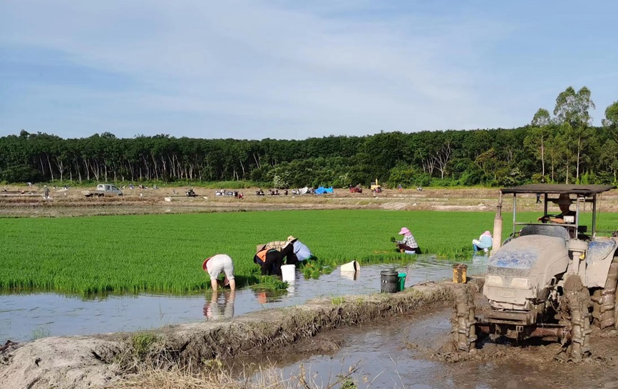 農(nóng)機(jī)轟鳴水田忙。王善薪攝