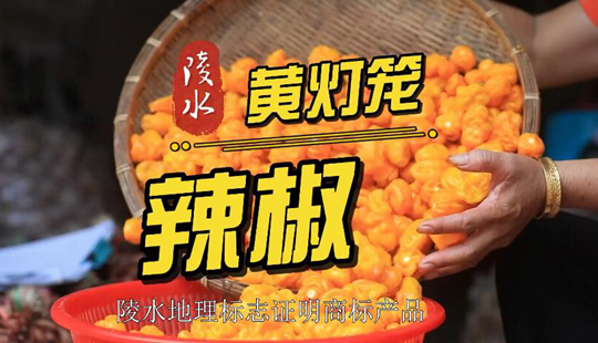 陵水地理標(biāo)志商標(biāo)產(chǎn)品“陵水黃燈籠辣椒”來(lái)了