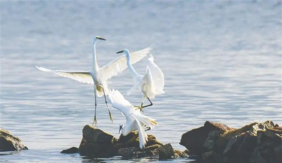 萬寧小海，鷺鳥翔集。