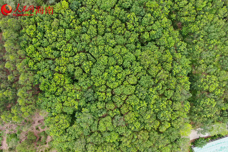 澄邁縣效古村沉香種植園。