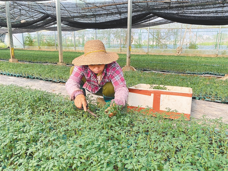 在澄邁某農(nóng)業(yè)技術(shù)開發(fā)公司的大棚，育苗工人正在育苗。