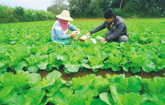 澄邁縣橋頭鎮(zhèn)文昌村的一處菜地，一對夫婦在采摘白菜。