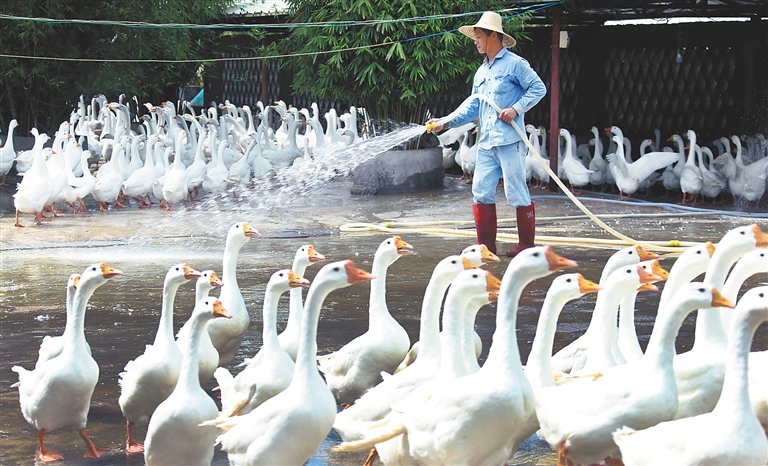 澄澄邁白蓮鵝產(chǎn)業(yè)基地的飼養(yǎng)員正在清潔衛(wèi)生。
