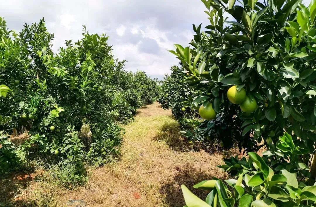 澄邁縣一處福橙標準化種植基地。
