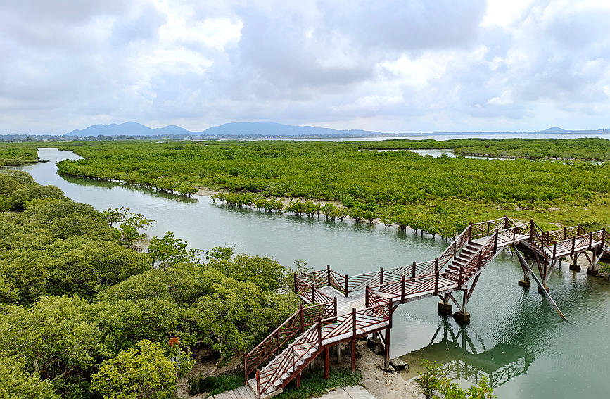 陵水新村紅樹林國(guó)家濕地公園：生態(tài)“綠富美”