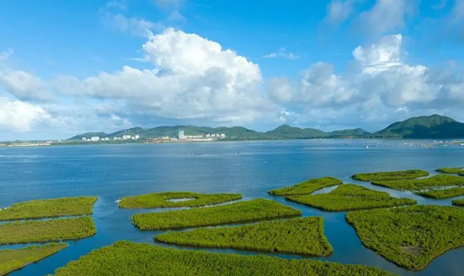 俯瞰海南陵水紅樹林國(guó)家濕地公園（試點(diǎn)）