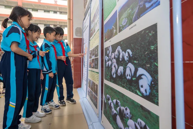 海口市東山鎮(zhèn)中心小學(xué)以大熊貓知識科普宣講活動為學(xué)生開啟新學(xué)期第一課。李冬林?jǐn)z