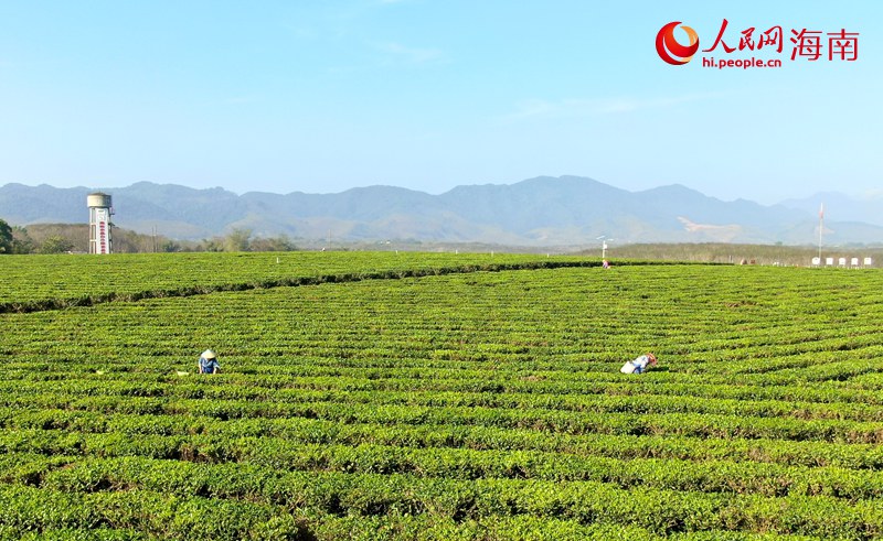 白沙綠茶進(jìn)入采收的繁忙季節(jié)。人民網(wǎng) 符武平攝
