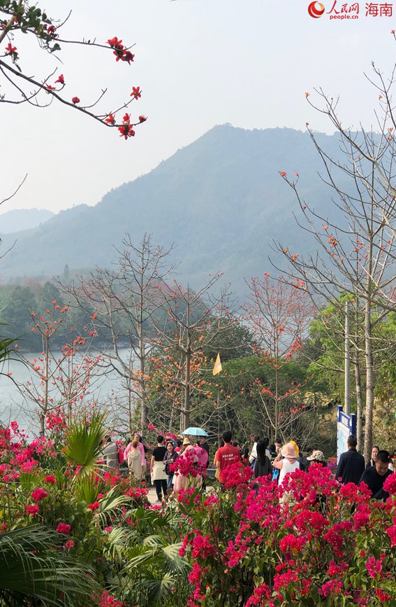 昌化江畔木棉紅景區(qū)人頭攢動(dòng)。人民網(wǎng) 宋彤桐攝