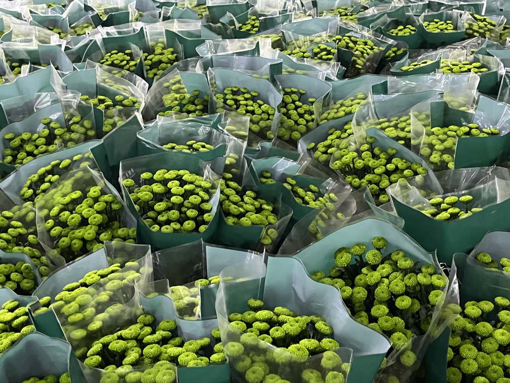 分揀包裝好的菊花產(chǎn)品。李才智攝