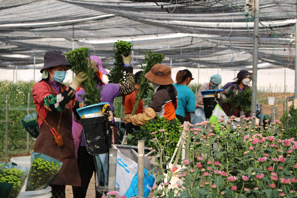 工人忙著打包、整理菊花產(chǎn)品。李才智攝