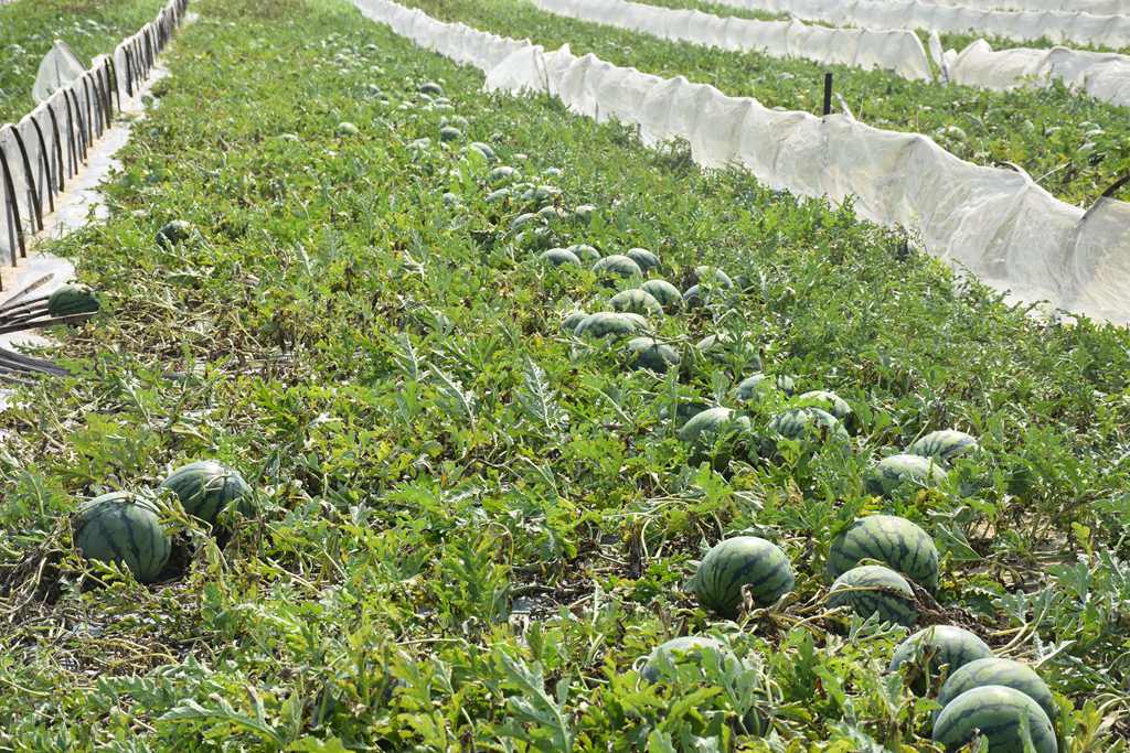 7000多畝瓜地迎來豐收。宋艷菲攝