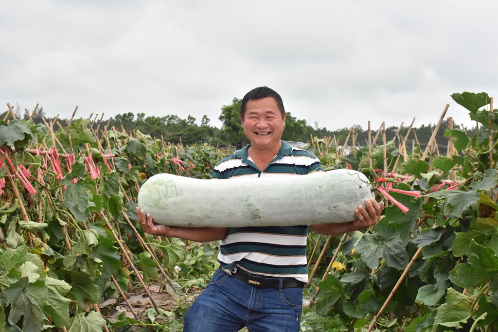 冬瓜豐收，產(chǎn)量喜人。馮靜雯攝
