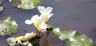 ?？邶埲A：瀕危水菜花盛開 花影綽約春色來