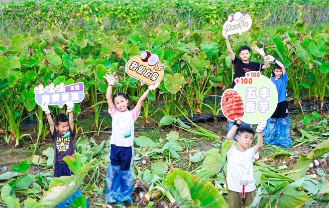 2023?？谑旋埲A區(qū)第二屆“五豐香芋”節(jié)成功舉辦