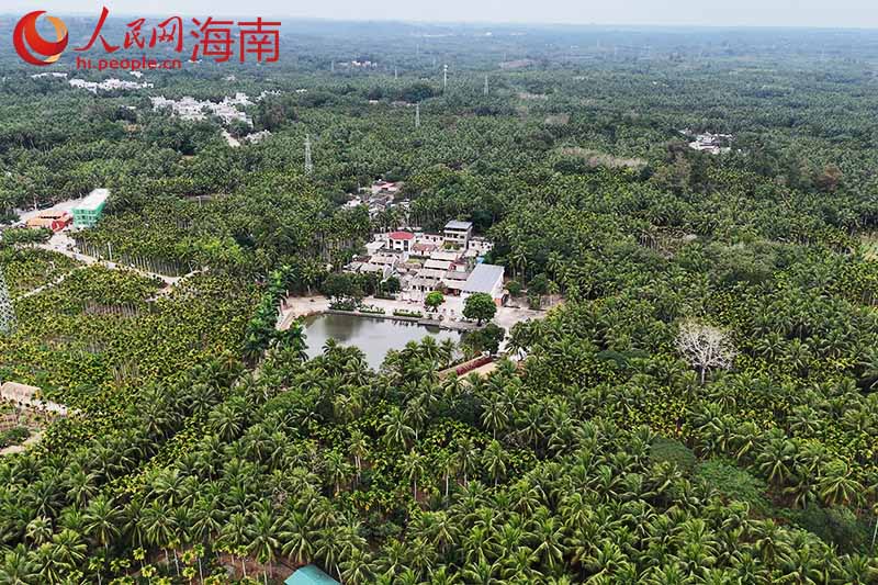 航拍文昌市重興鎮(zhèn)加昌村。人民網(wǎng)記者 牛良玉攝