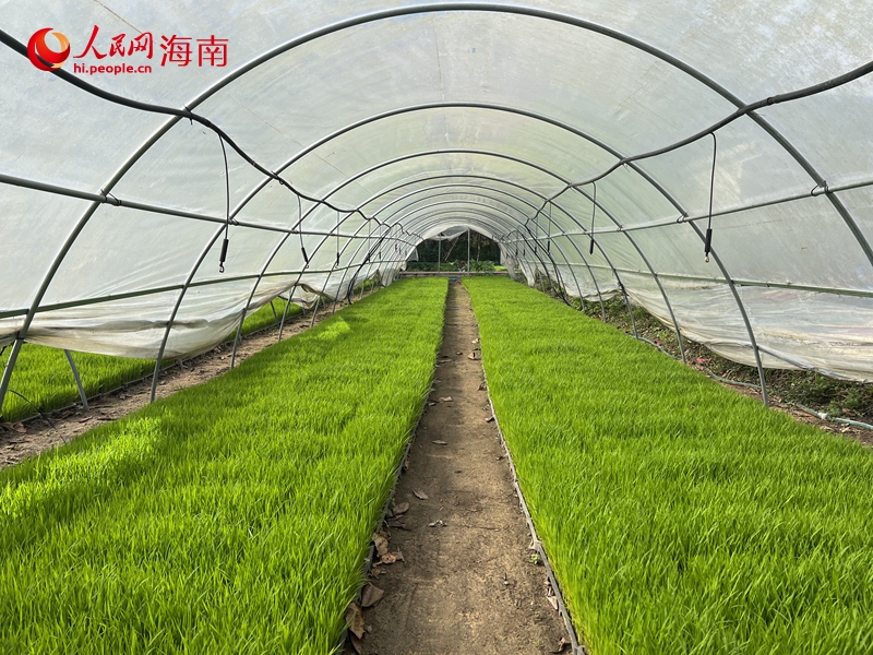 茁壯成長的秧苗。人民網(wǎng)記者 李學(xué)山攝