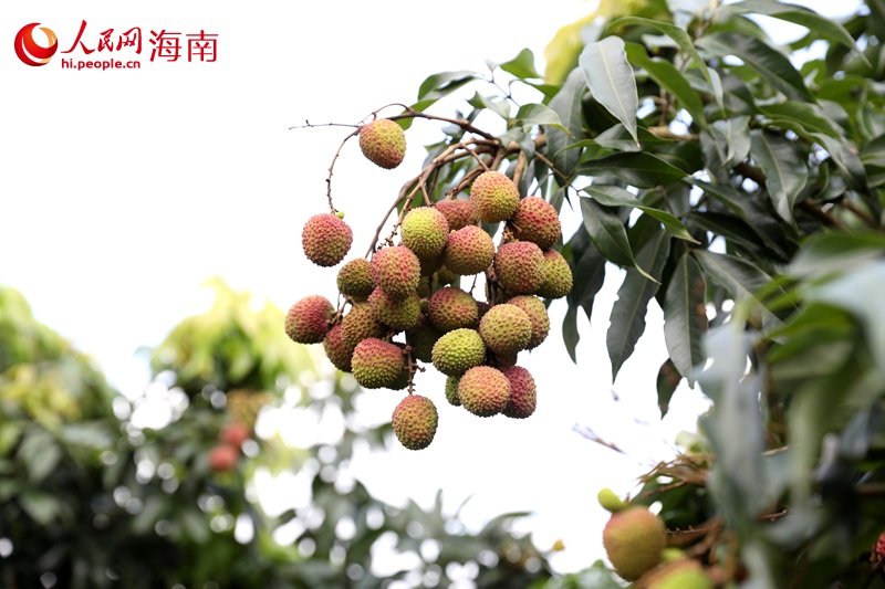 荔枝掛滿枝頭。 人民網(wǎng)記者 符武平攝