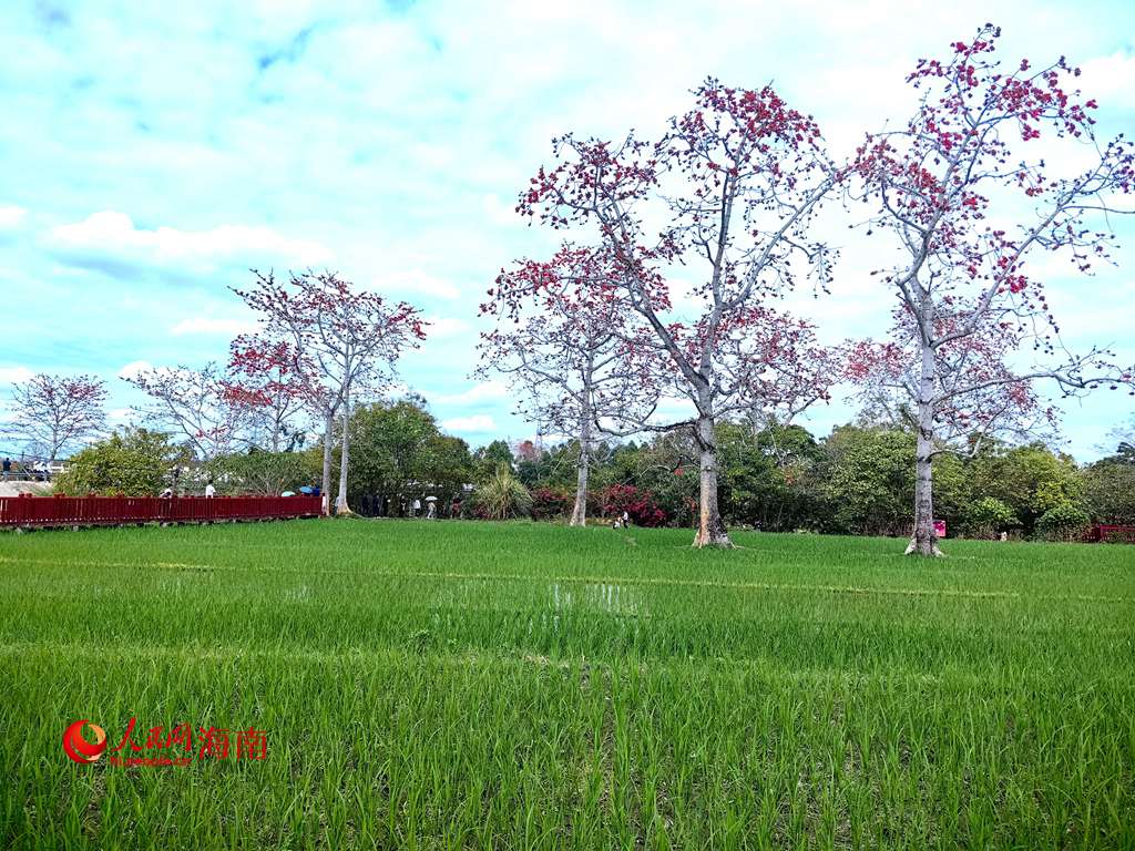 翠綠的稻田與火紅的木棉相得益彰。人民網(wǎng) 吳占桂攝