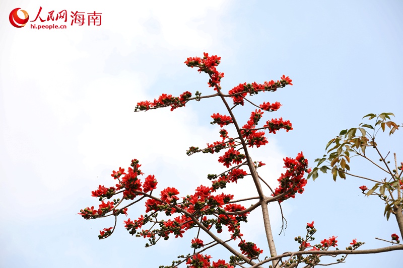 海口五指山路木棉花盛開。人民網(wǎng)記者 符武平攝 