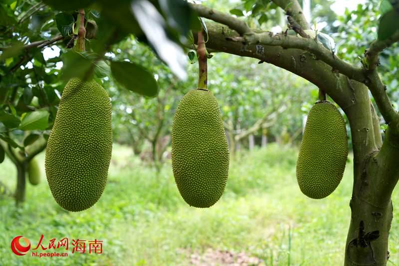 兆恒農(nóng)業(yè)種質(zhì)基地里，馬來西亞 1 號菠蘿蜜長勢喜人。人民網(wǎng)記者 符武平攝