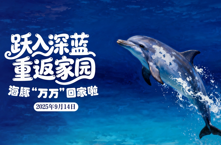 躍入深藍 海豚“萬萬”回家了